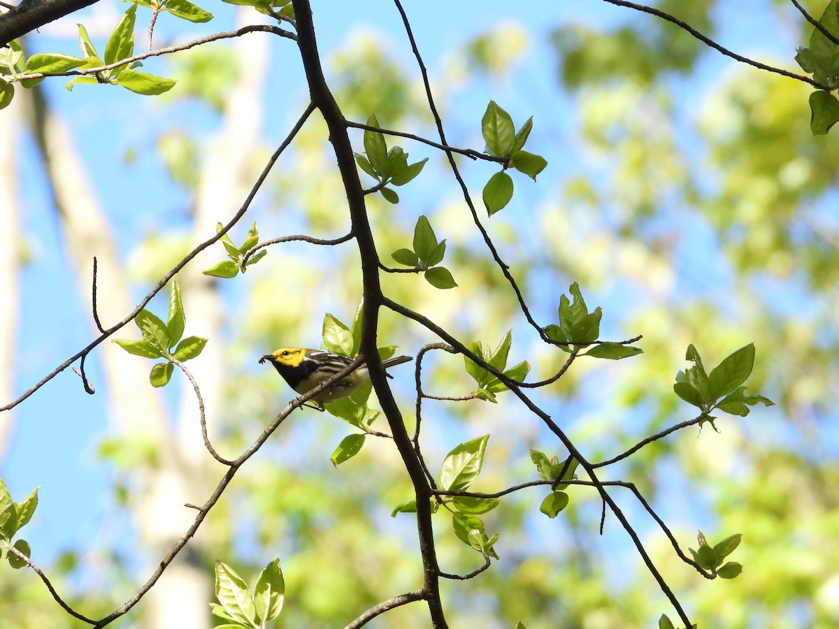 Black-throated Green Warbler - Ezekiel  Van