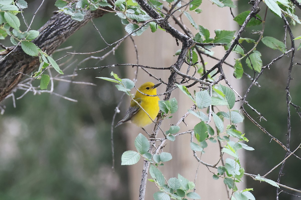 Prothonotary Warbler - ML618869282