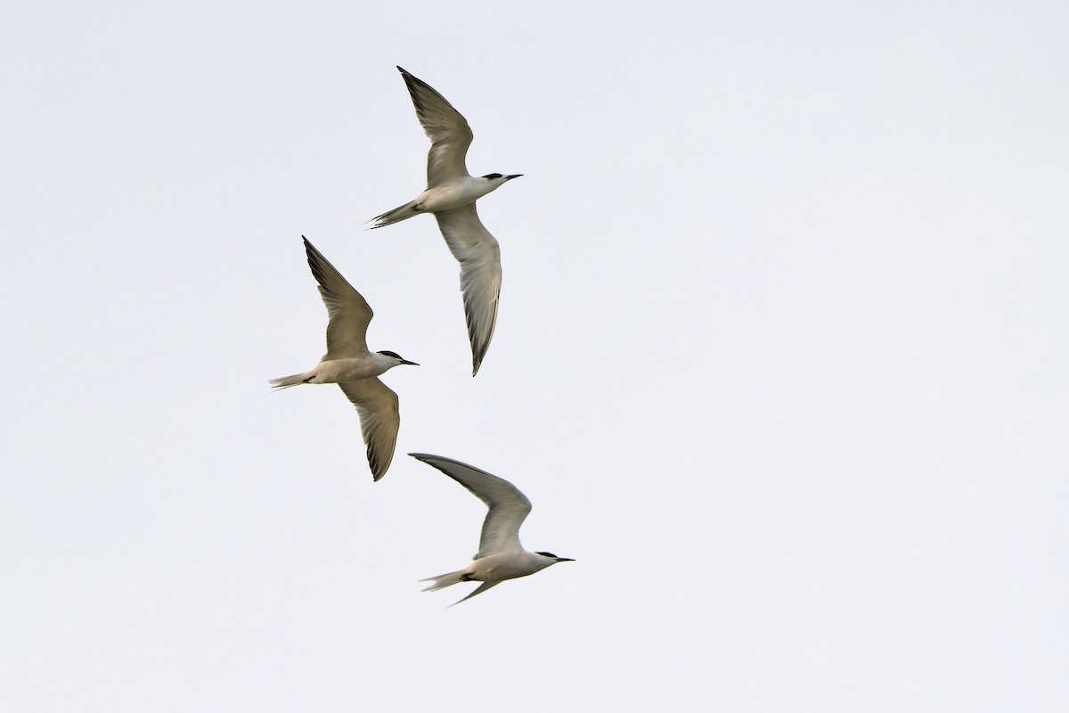 Common Tern - Sam Hambly