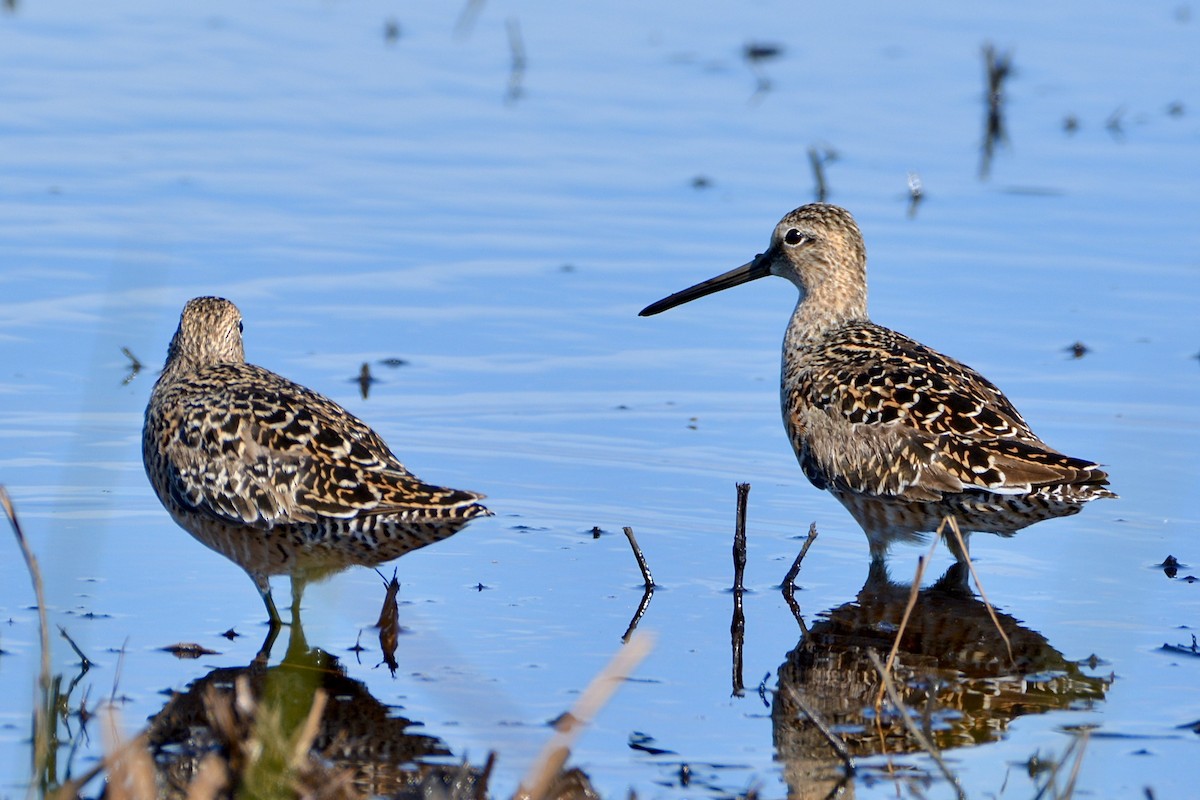 Short-billed Dowitcher - lise owens