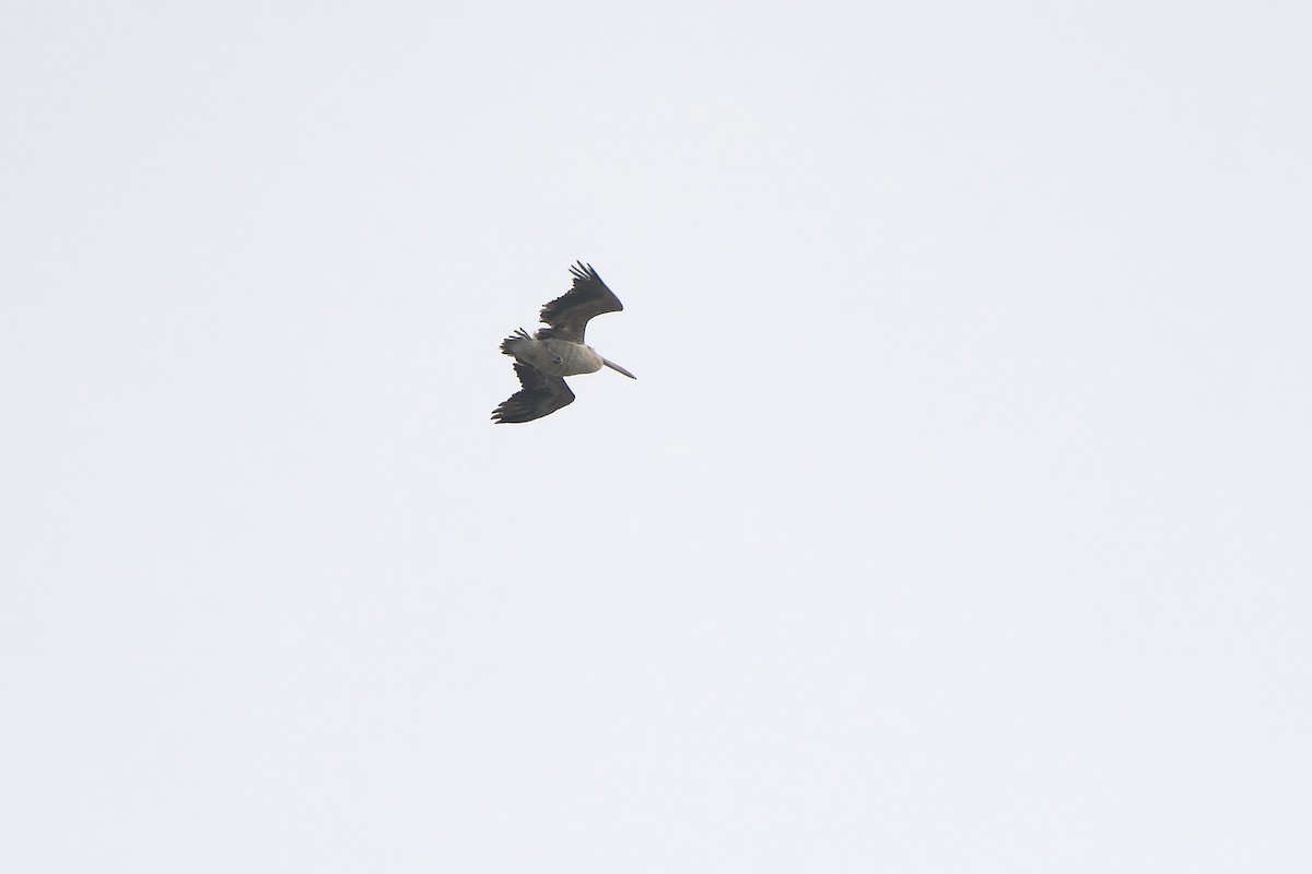 Spot-billed Pelican - Sam Hambly