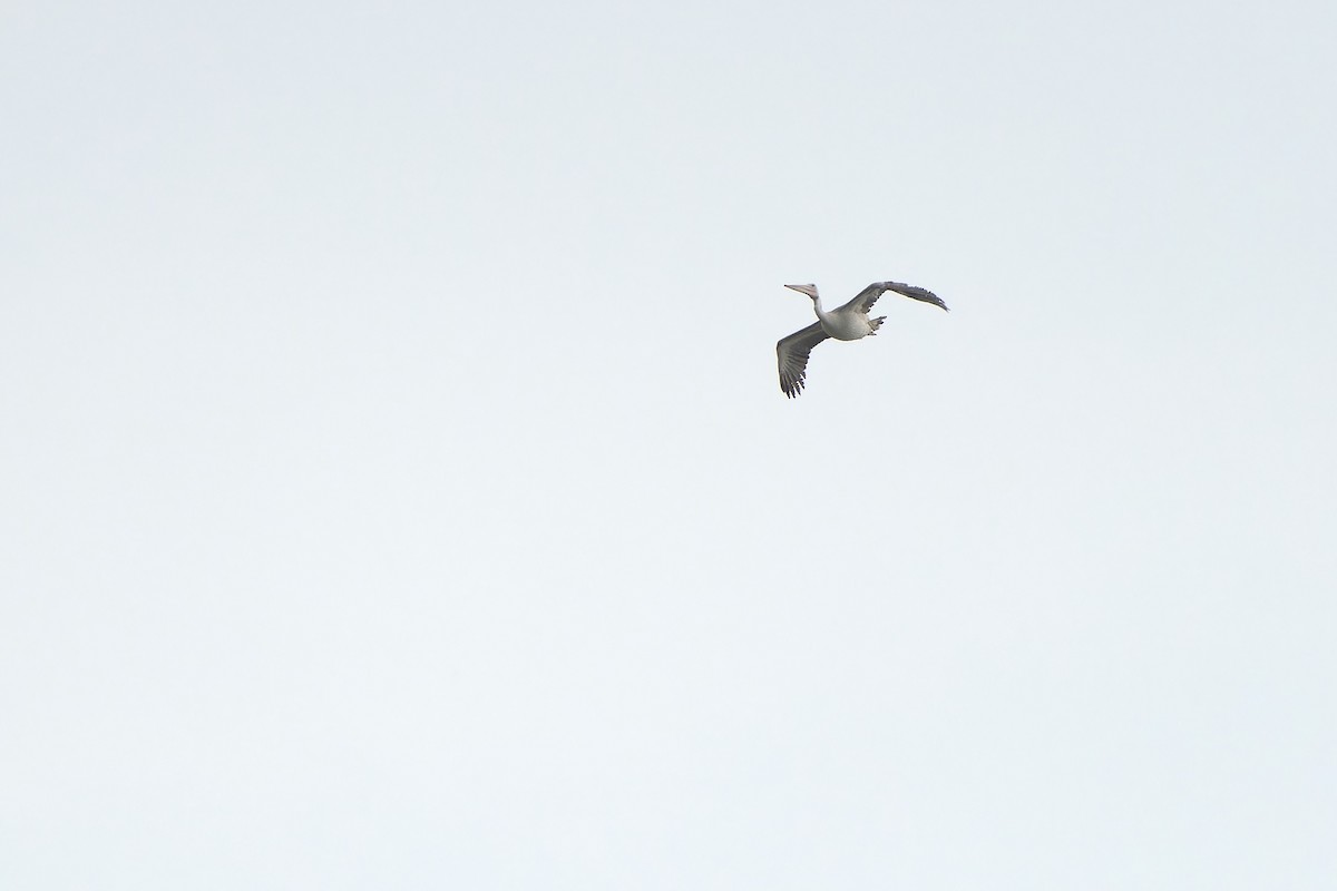 Spot-billed Pelican - Sam Hambly