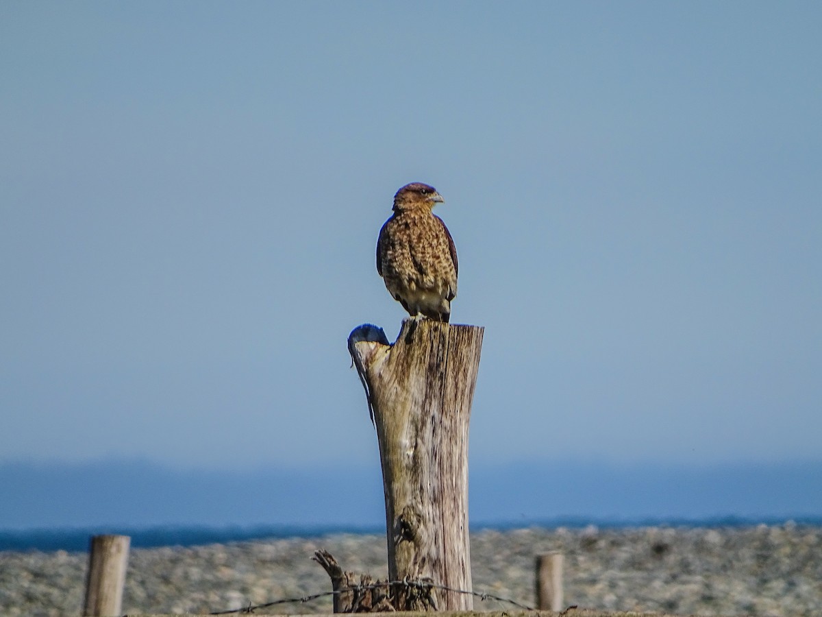 Chimango Caracara - Rebel Warren and David Parsons