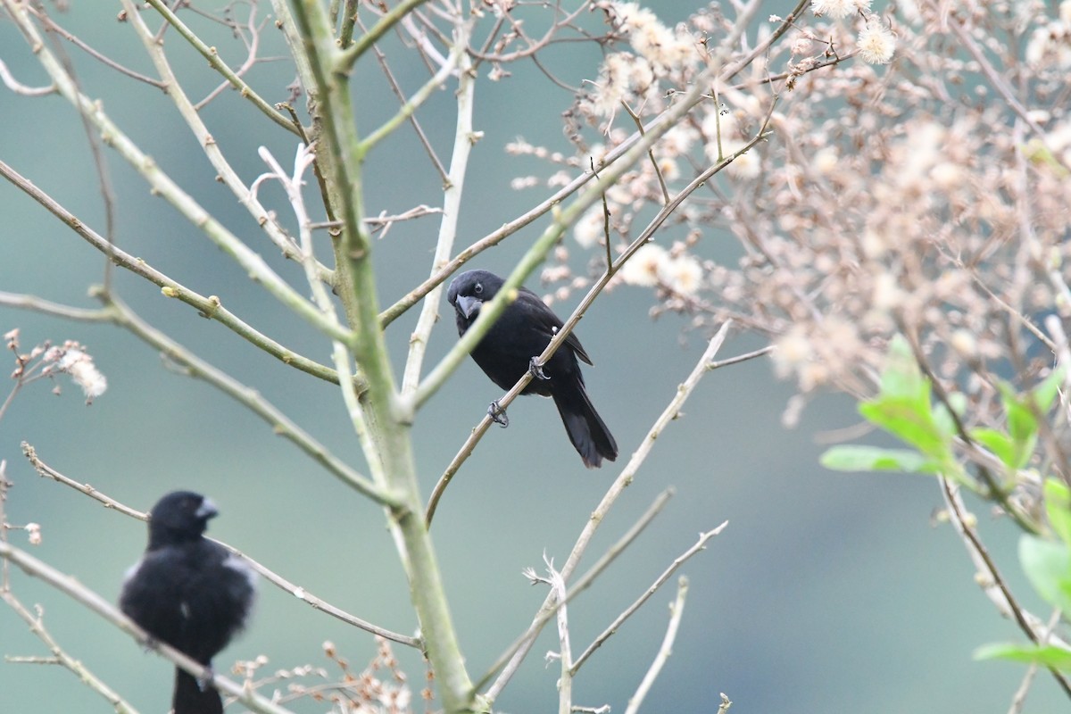 Variable Seedeater - Jessy Lopez Herra