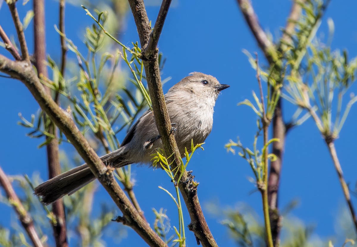 Bushtit - Daniel Ward