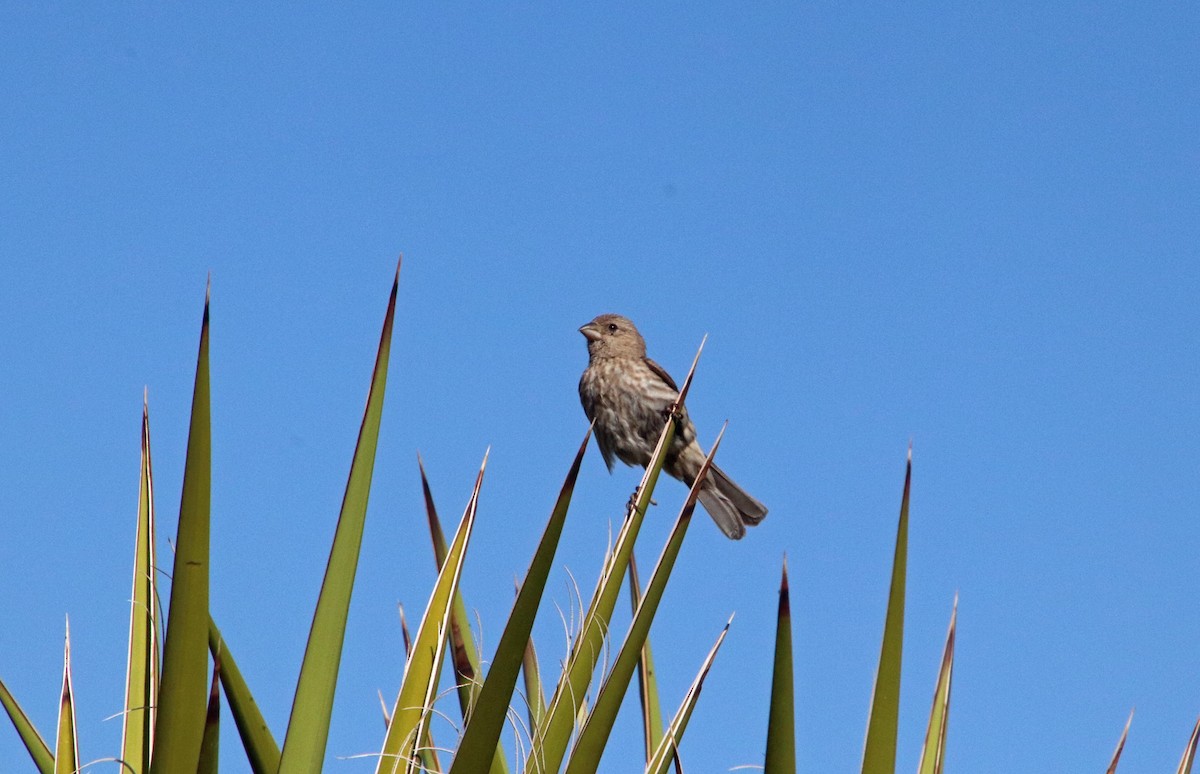 House Finch - ML618869336