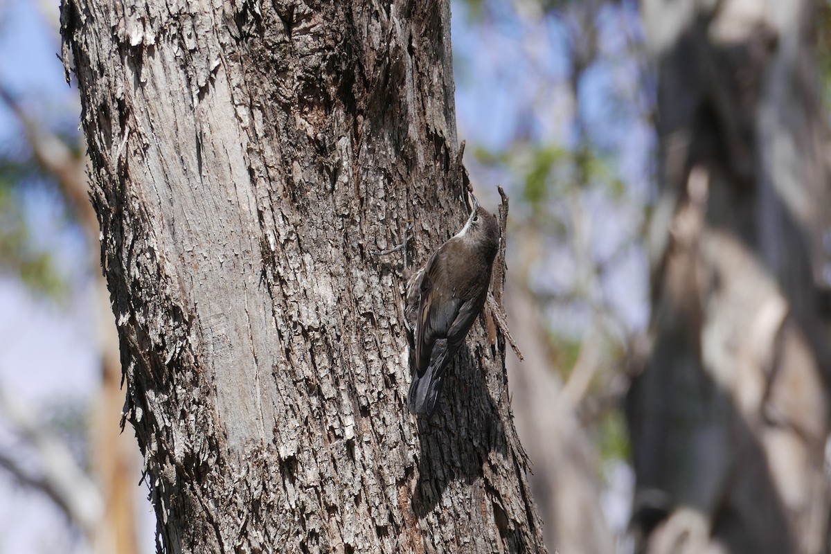 White-throated Treecreeper - Margot Oorebeek