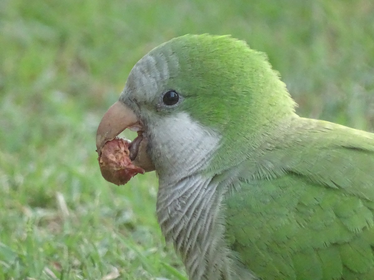 Monk Parakeet - ML618869338