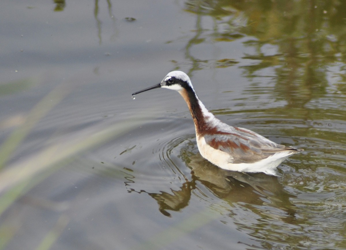 Wilson's Phalarope - Neil Zhang