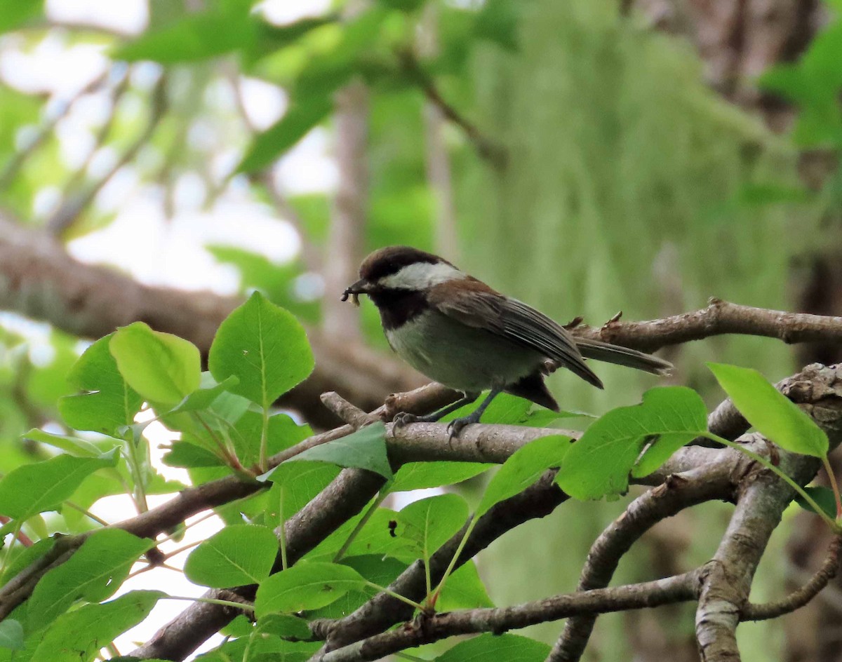 Chestnut-backed Chickadee - Sharon Hull