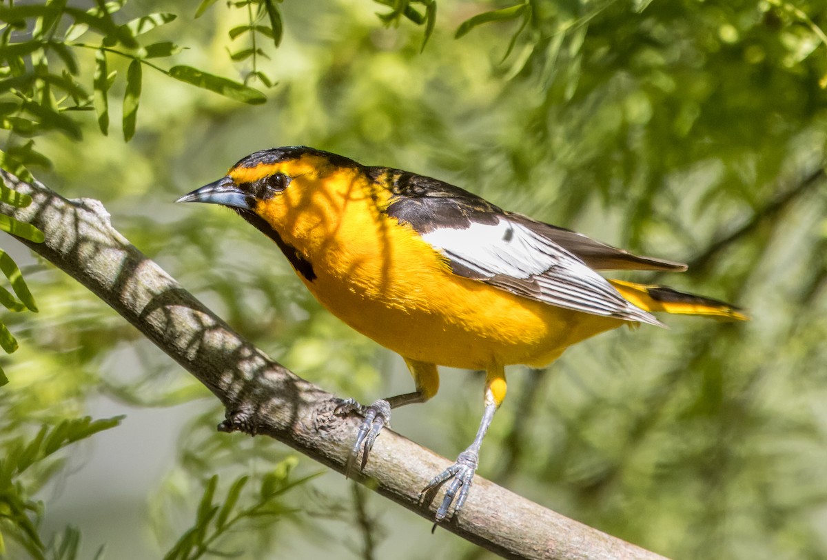 Bullock's Oriole - Daniel Ward