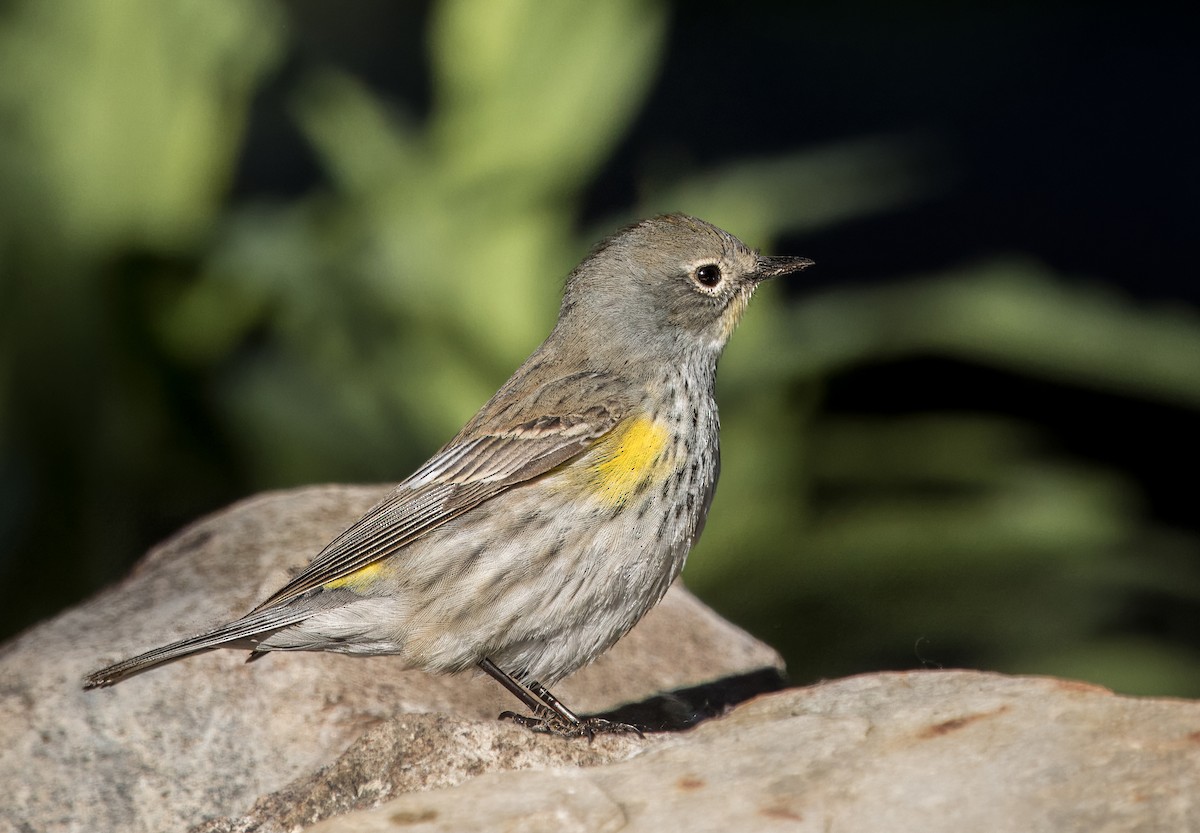 Yellow-rumped Warbler - Daniel Ward