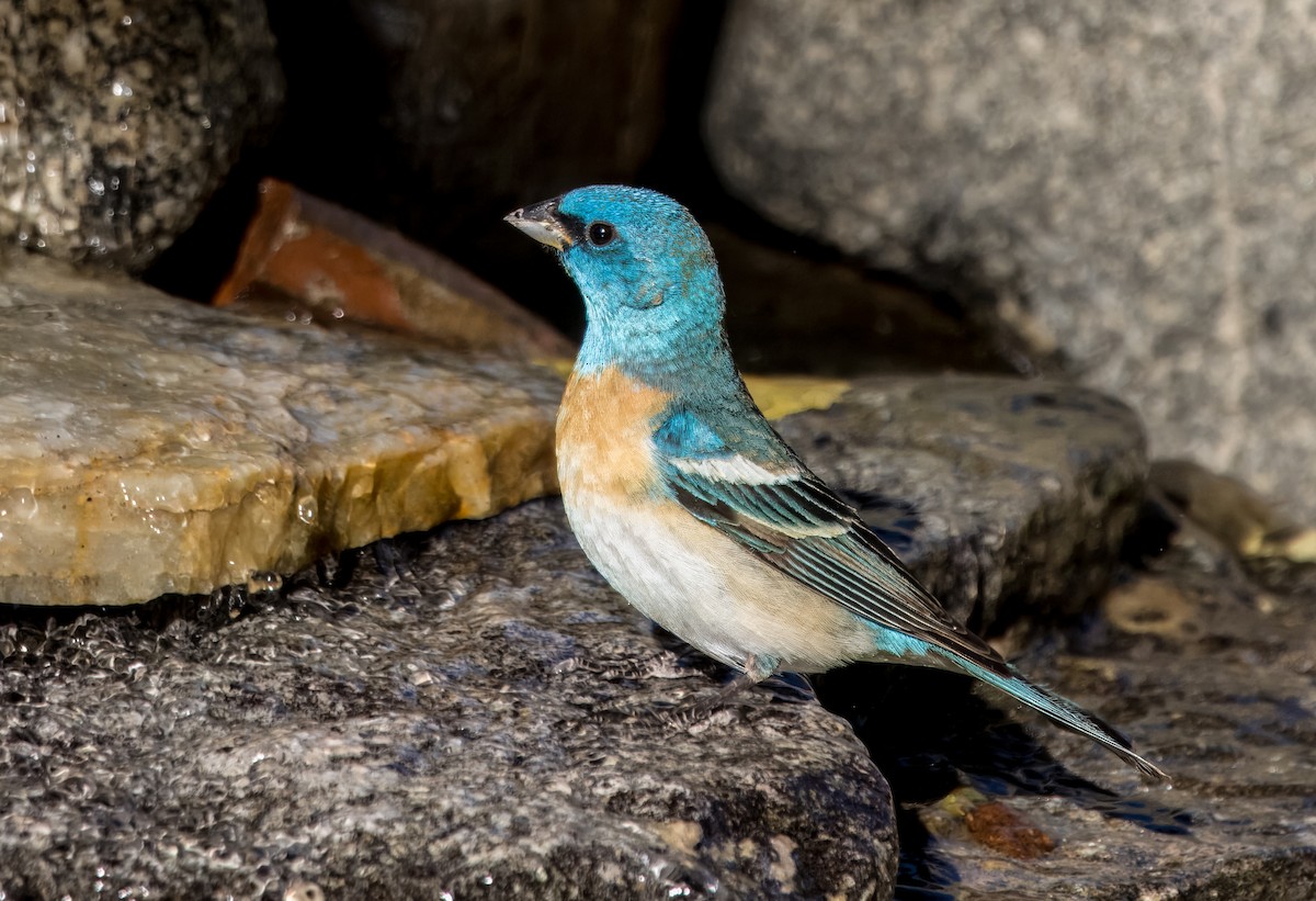 Lazuli Bunting - Daniel Ward