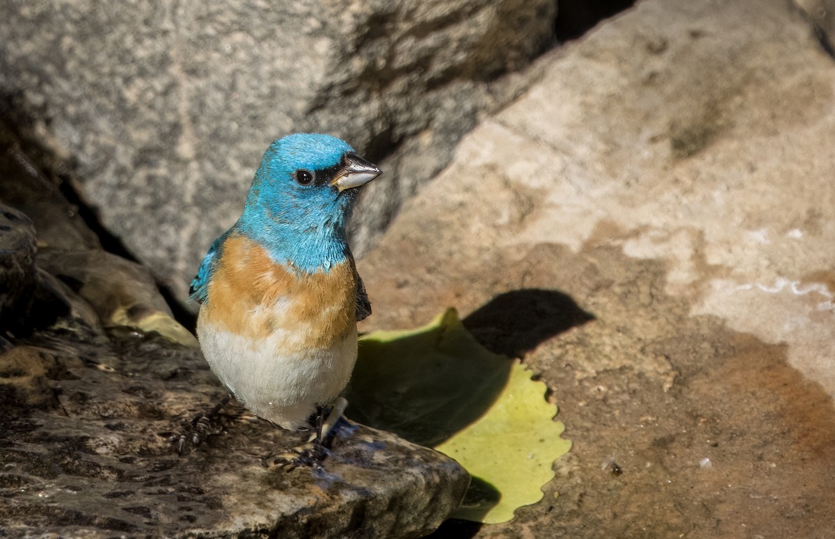 Lazuli Bunting - Daniel Ward