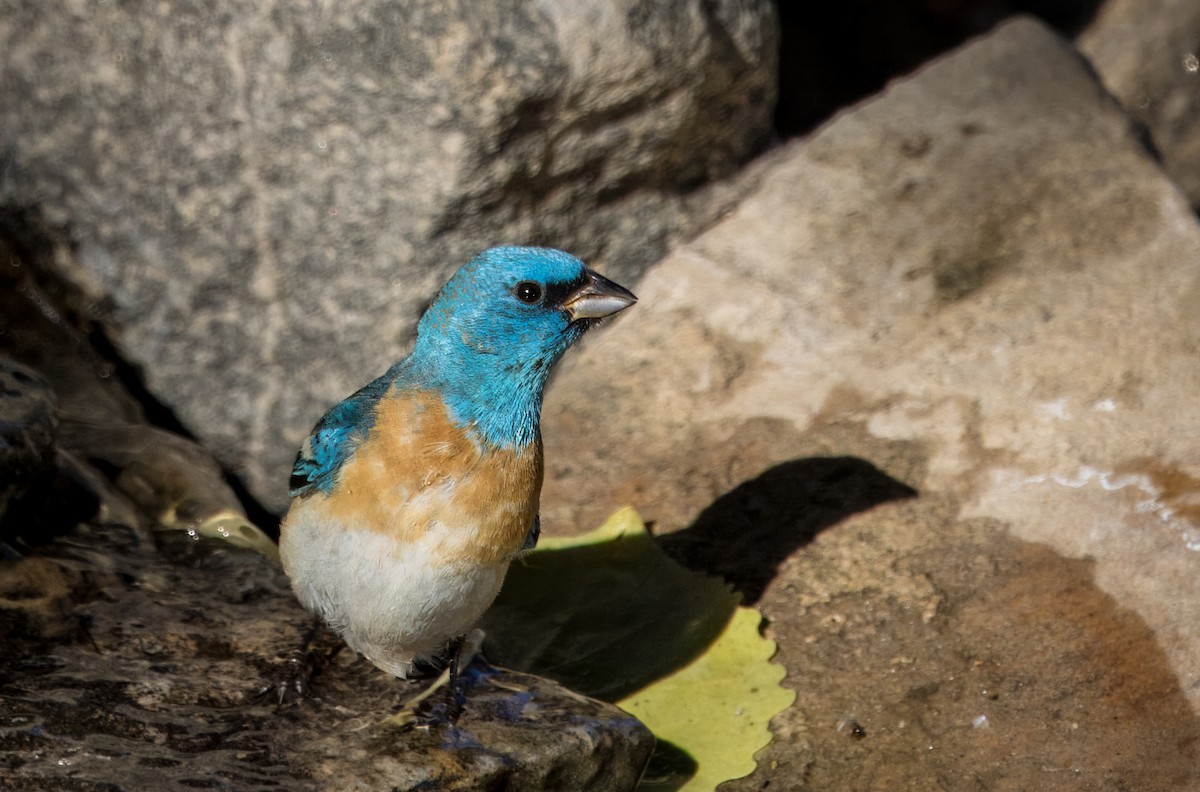 Lazuli Bunting - Daniel Ward