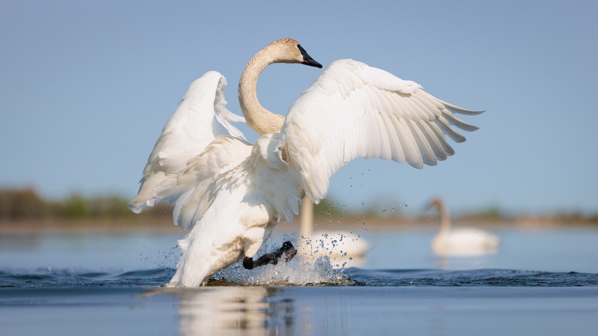 Trumpeter Swan - Evan Pak