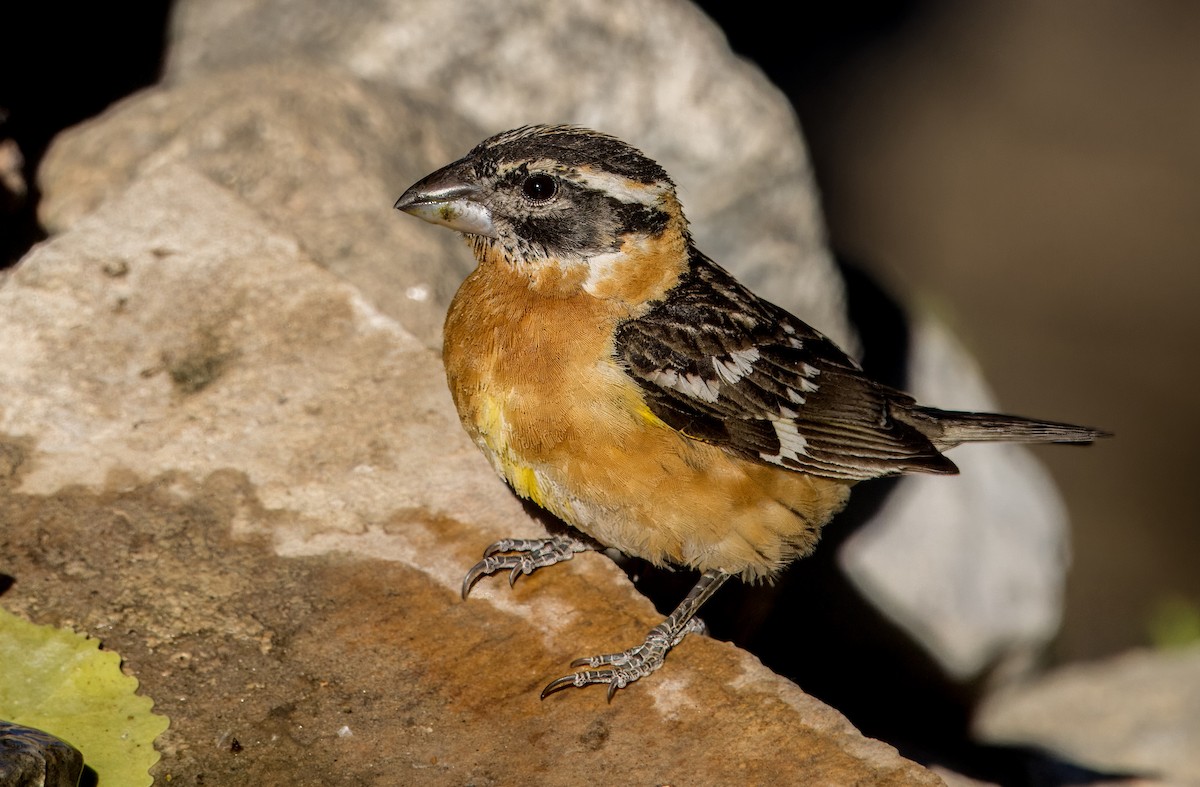 Black-headed Grosbeak - Daniel Ward