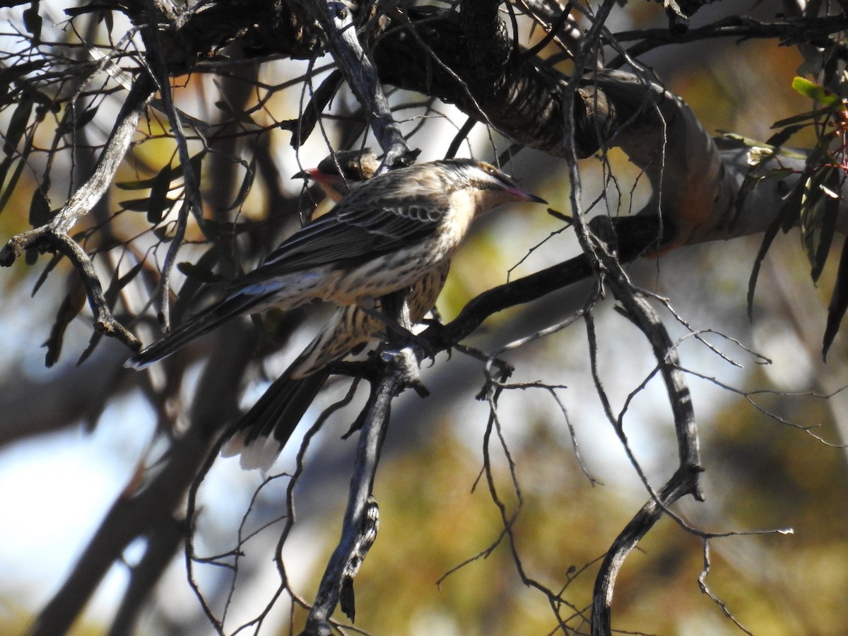 Spiny-cheeked Honeyeater - Trevor Ross