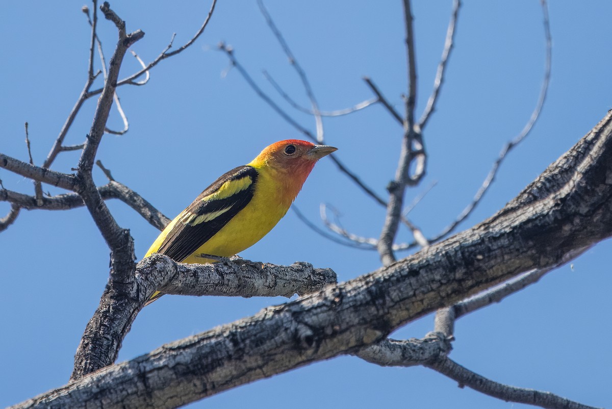 Western Tanager - Daniel Ward