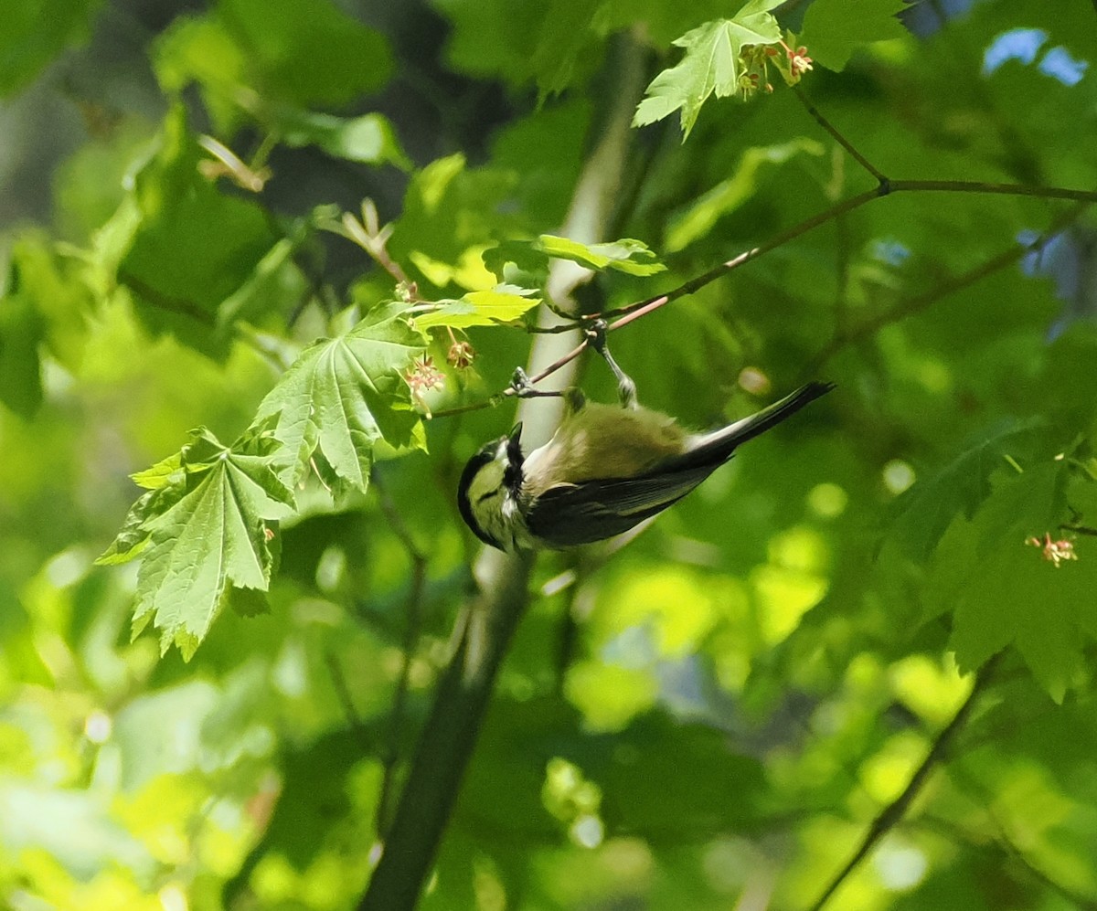Black-capped Chickadee - ML618869404