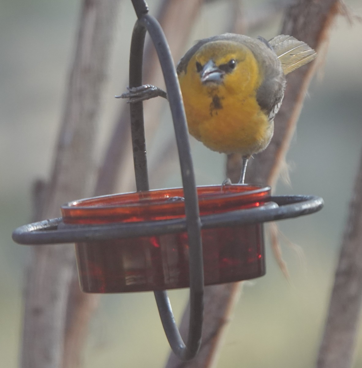 Bullock's Oriole - Kirsti Aamodt