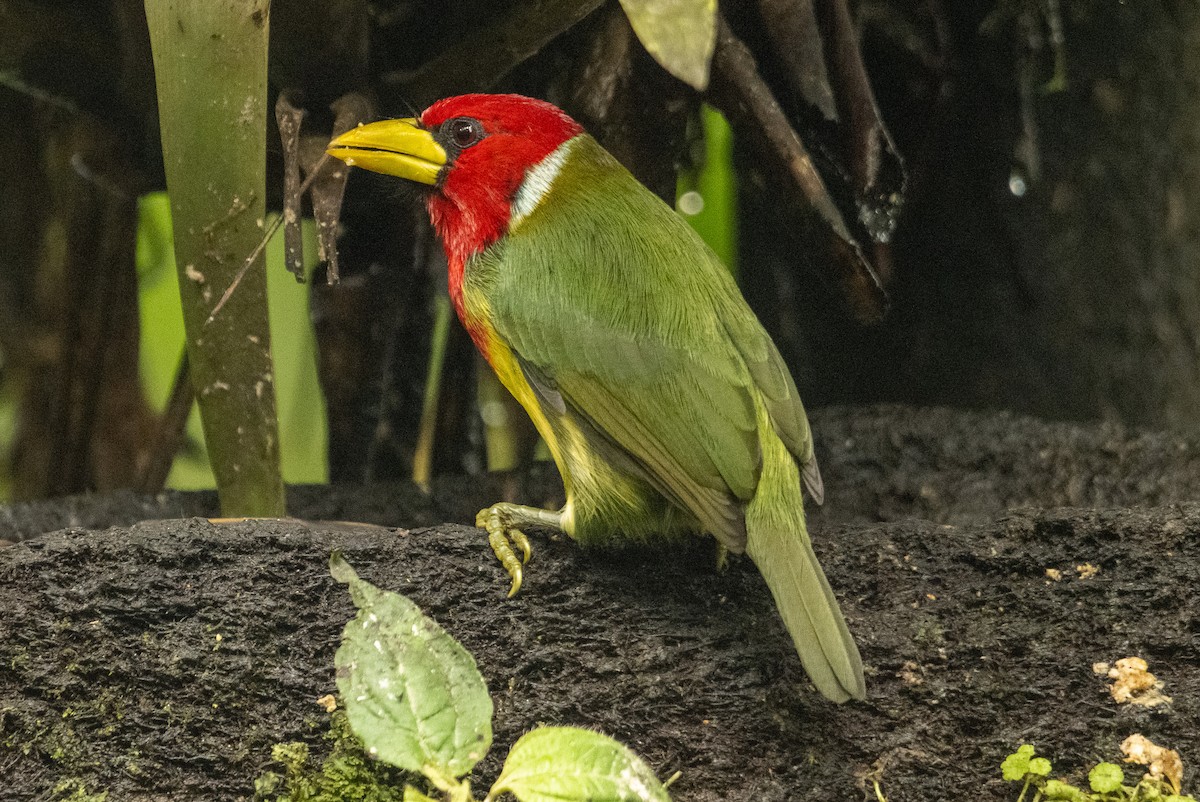 Red-headed Barbet - Anil Nair