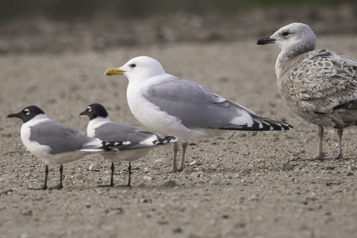 Gaviota Groenlandesa (thayeri) - ML618869427