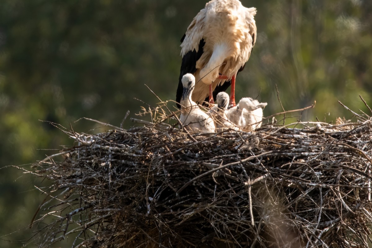 White Stork - Dominic More O’Ferrall