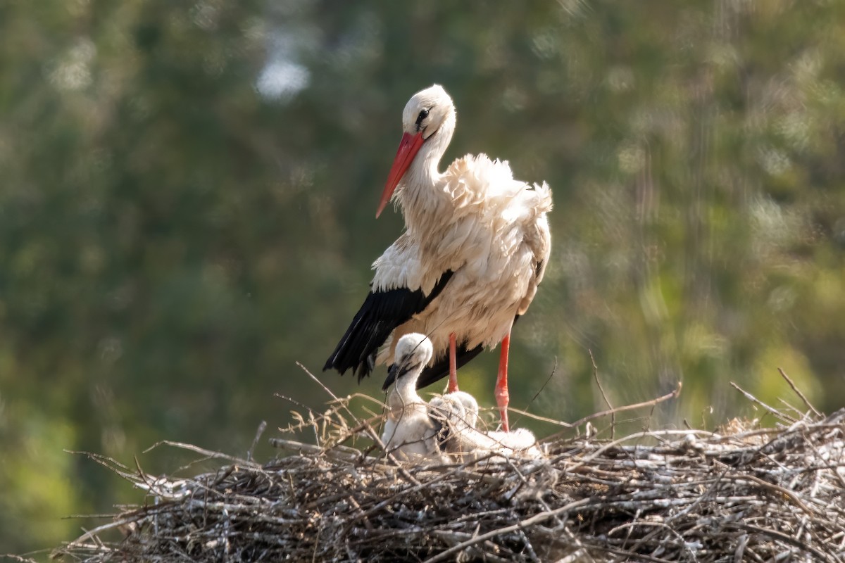 White Stork - Dominic More O’Ferrall