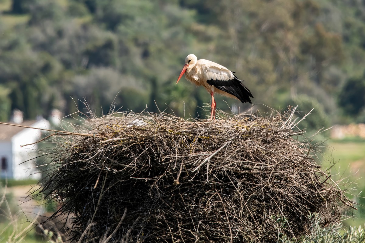 White Stork - Dominic More O’Ferrall