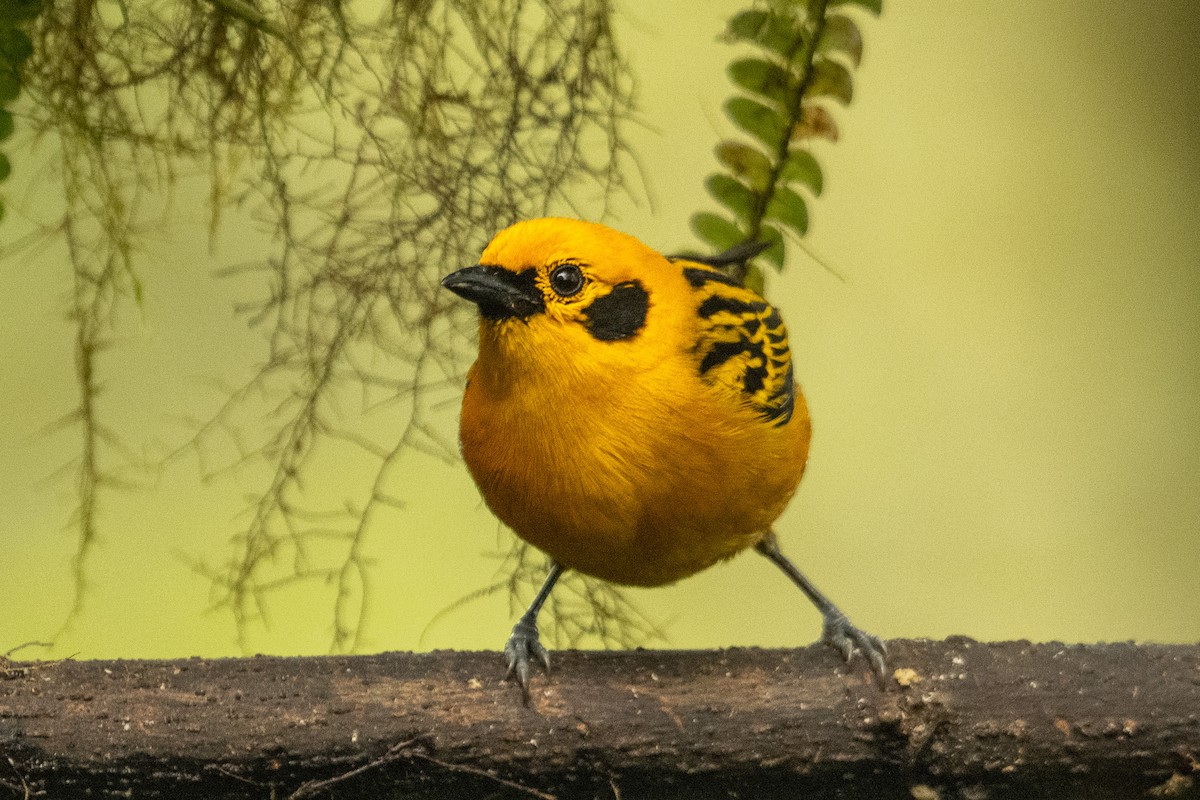 Golden Tanager - Anil Nair