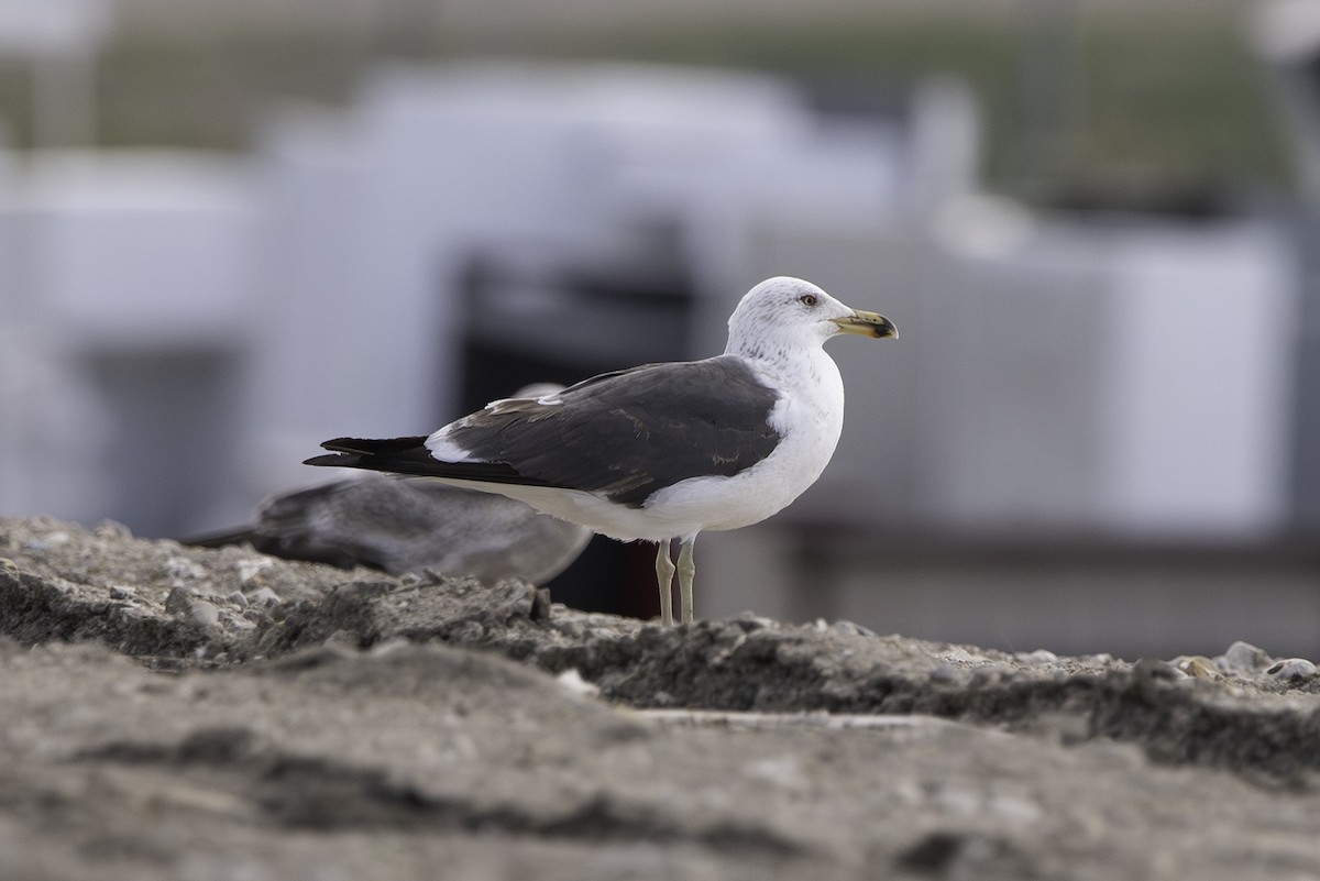 Lesser Black-backed Gull - Cam Nikkel