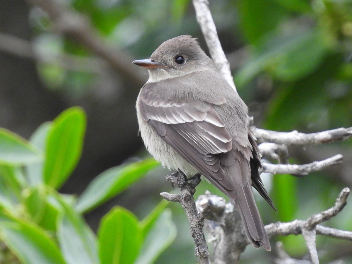 Western Wood-Pewee - Martha Wild