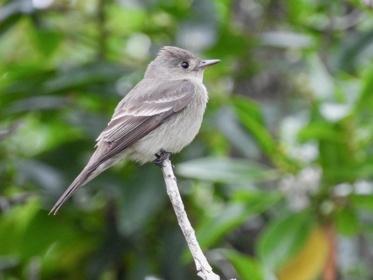 Western Wood-Pewee - Martha Wild