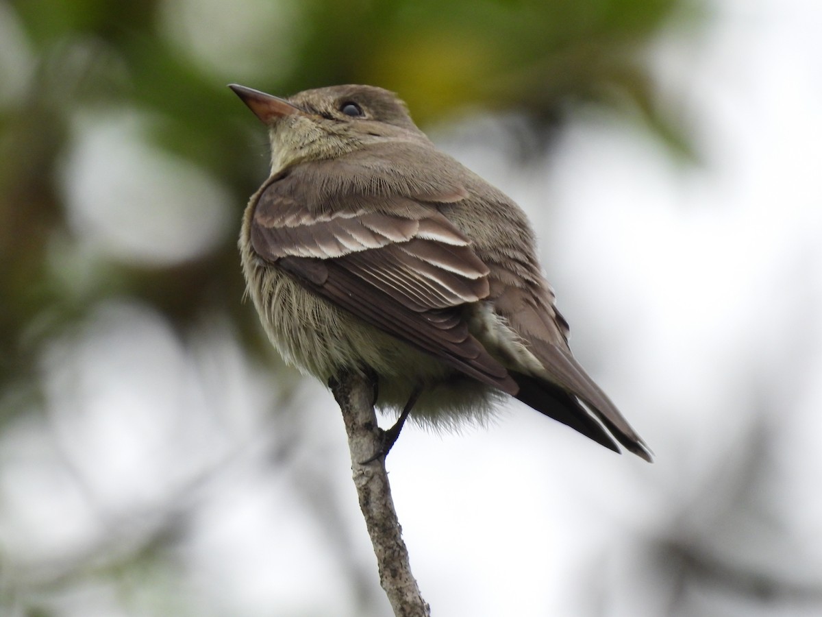 Western Wood-Pewee - Martha Wild