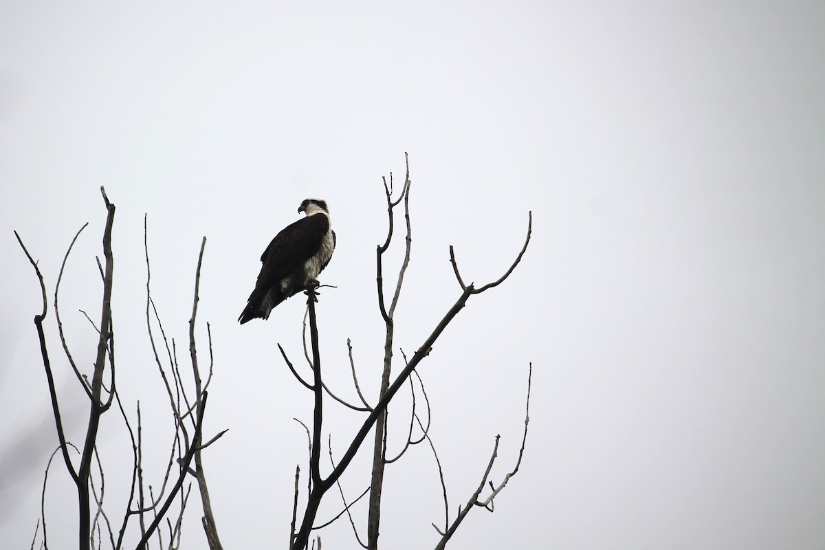 Osprey (carolinensis) - Jennifer Evans