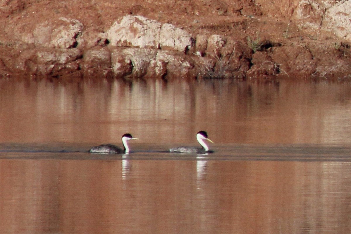 Western Grebe - Jennifer Werrell