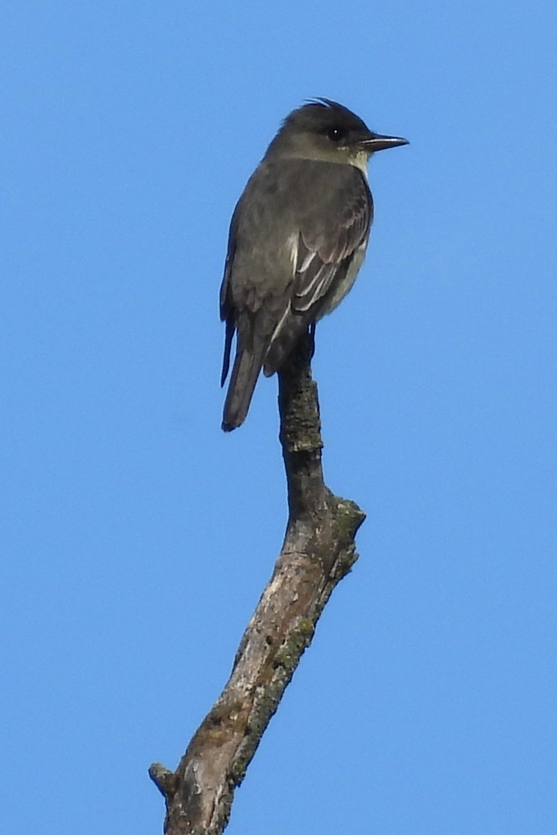 Olive-sided Flycatcher - Nancy Buis