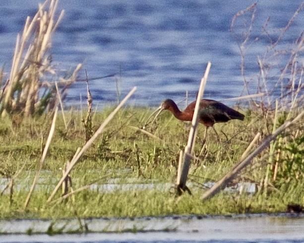 Glossy Ibis - ML618869482