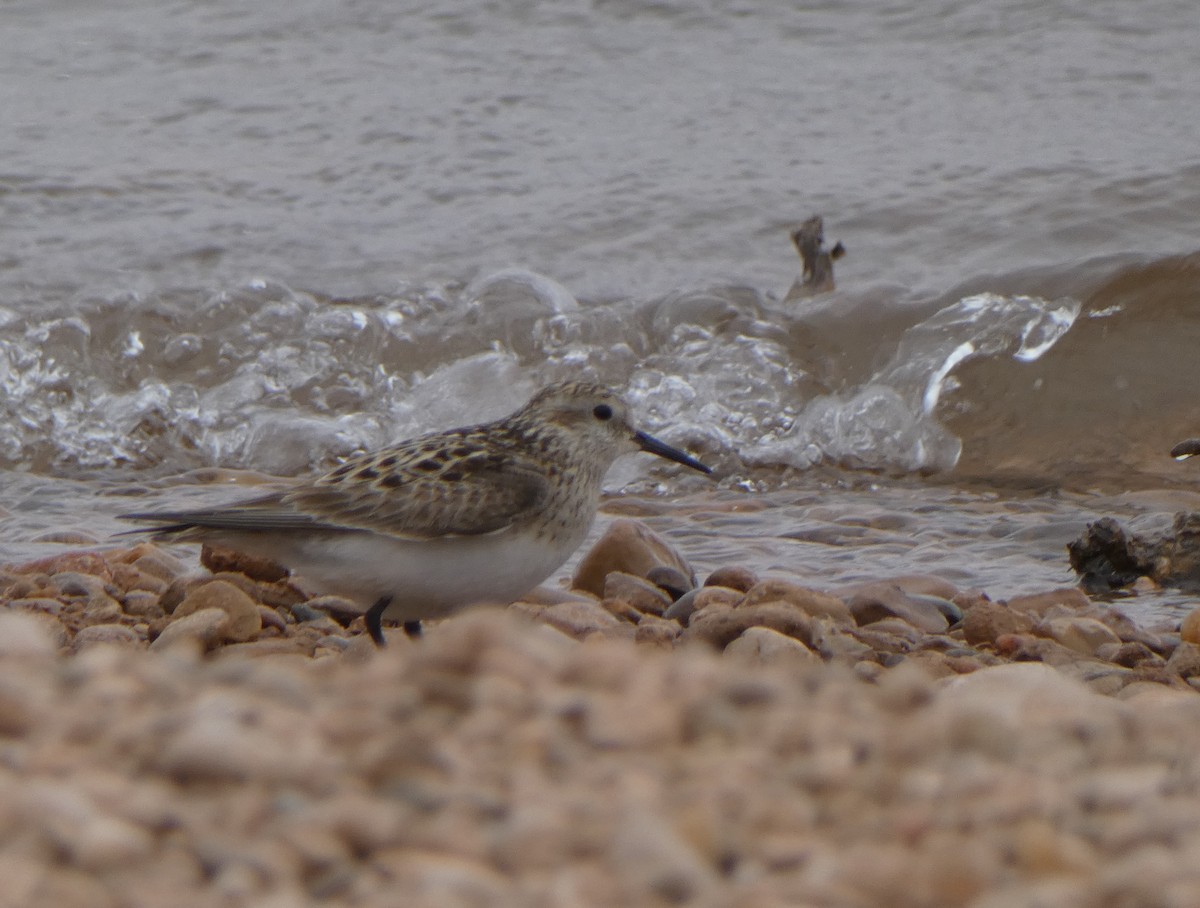 Baird's Sandpiper - Christopher Rustay