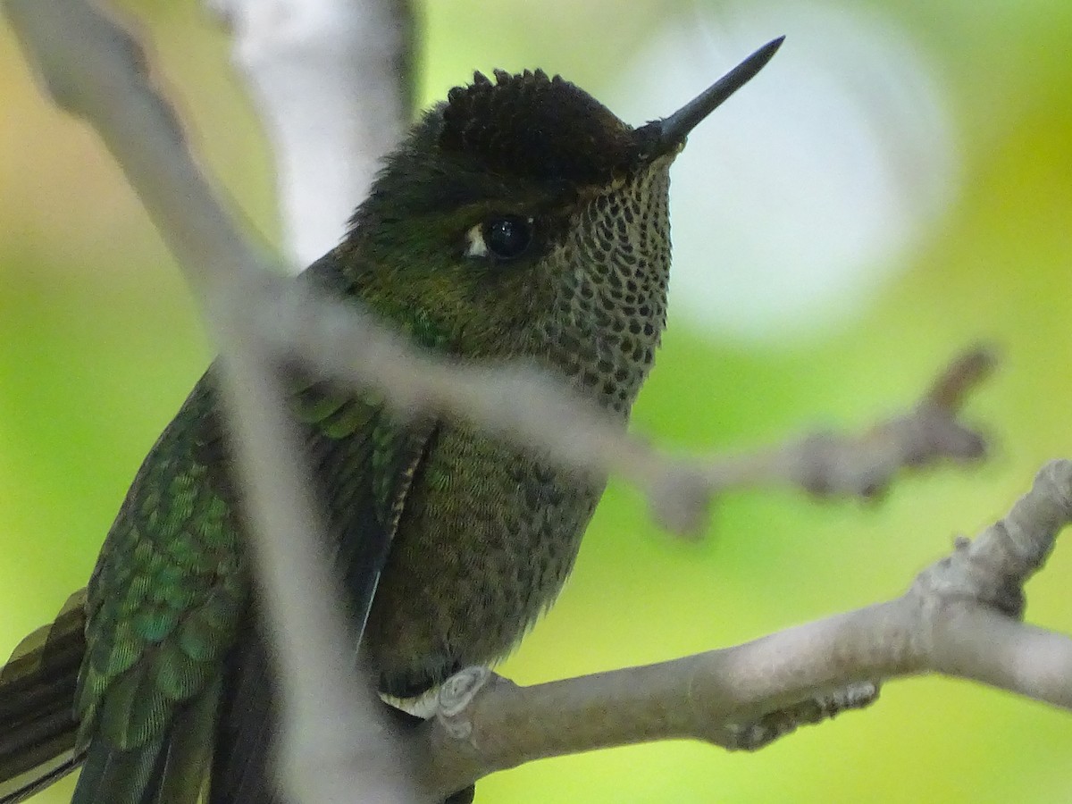 Green-backed Firecrown - José Ignacio Catalán Ruiz