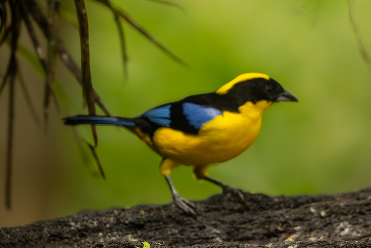 Blue-winged Mountain Tanager - Anil Nair