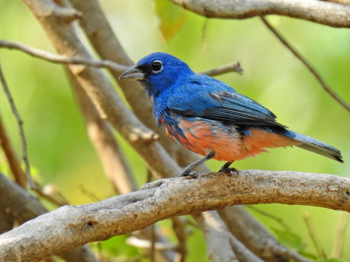 Rose-bellied Bunting - Angela Soto