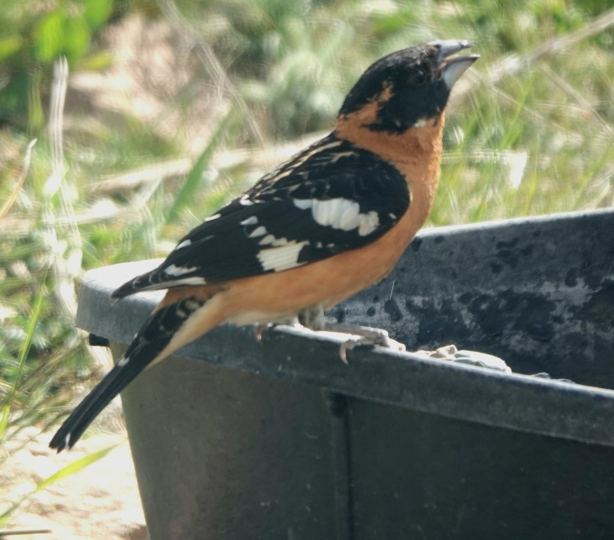 Black-headed Grosbeak - Kirsti Aamodt