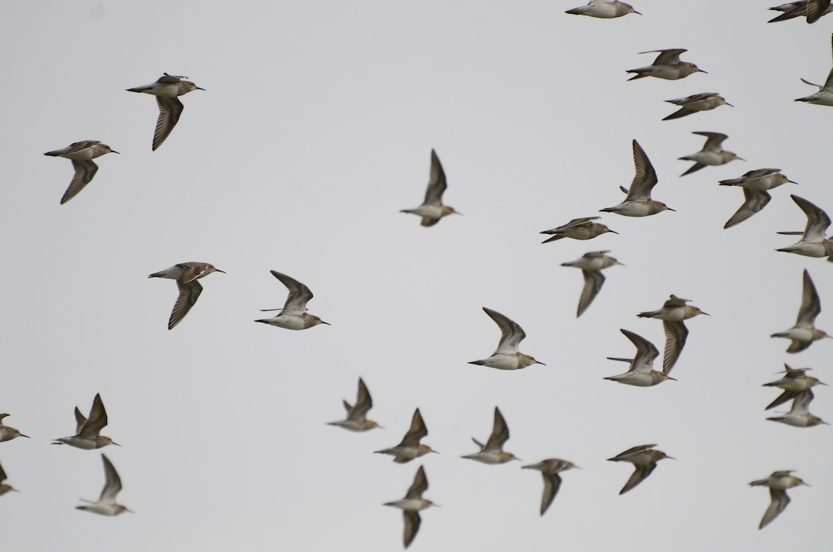 Pectoral Sandpiper - ML618869531