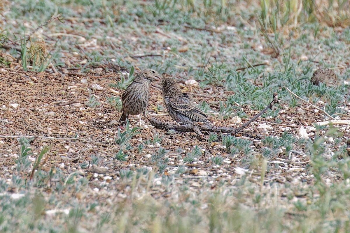 House Finch - Bob Walker