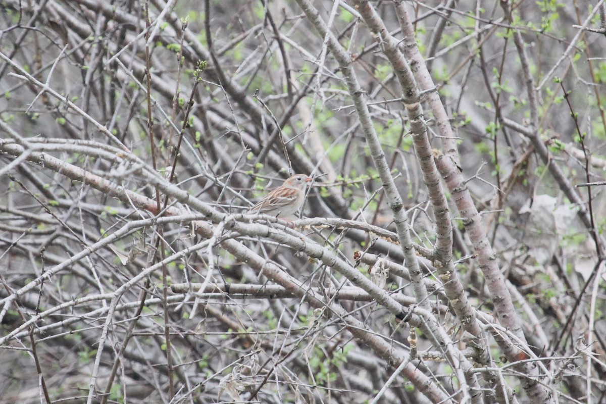 Field Sparrow - Jennifer Evans