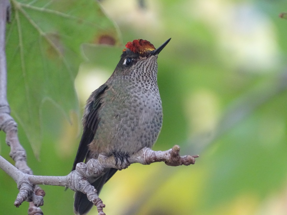 Green-backed Firecrown - José Ignacio Catalán Ruiz