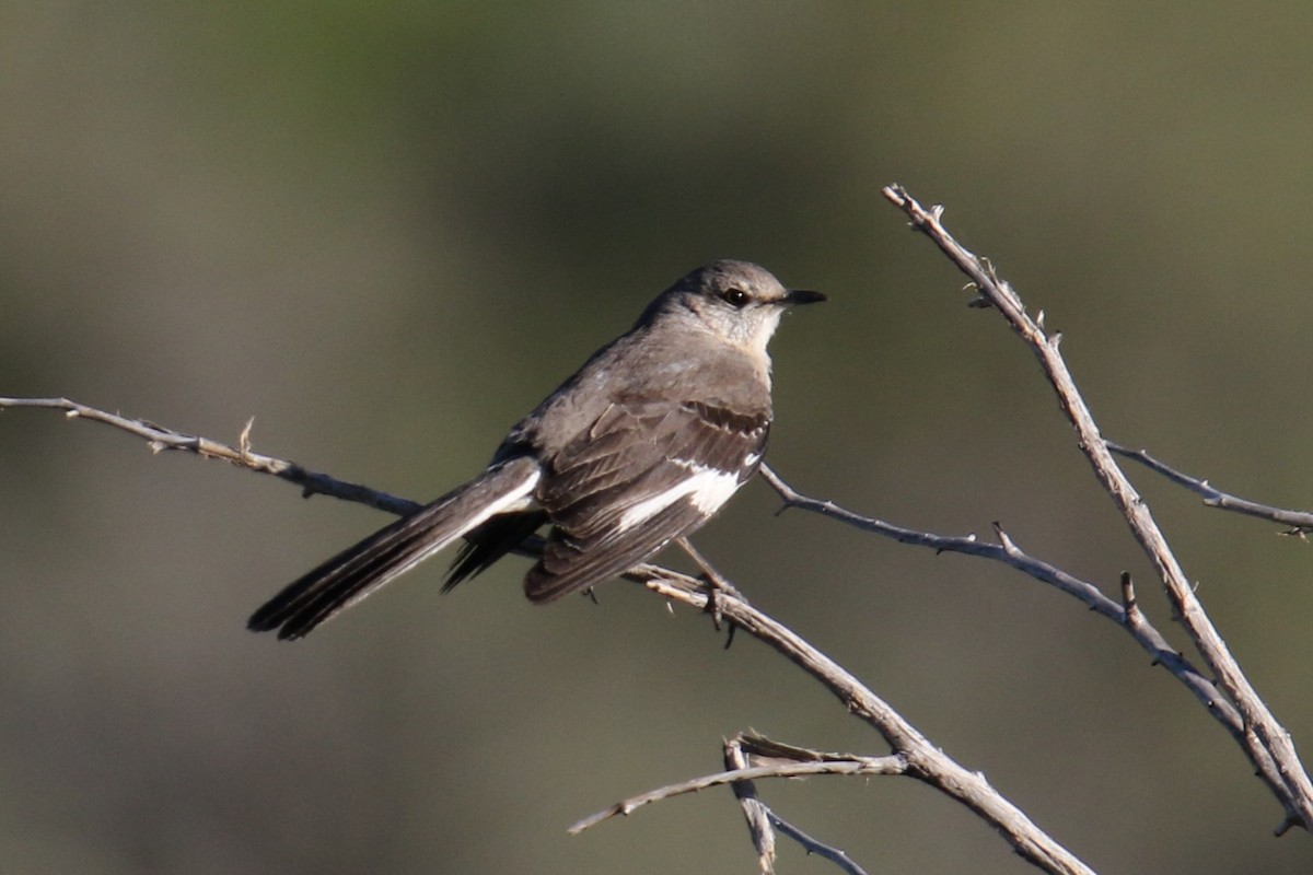 Northern Mockingbird - Louis Hoeniger