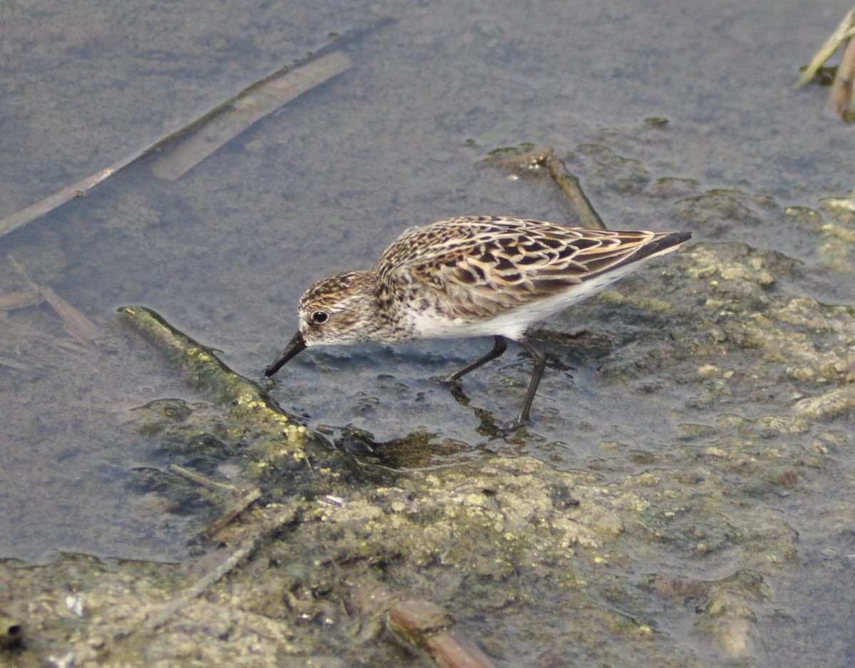 Semipalmated Sandpiper - Neil Zhang